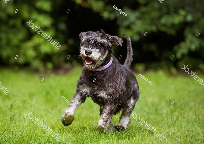 Đặc điểm của chó Miniature Schnauzer 