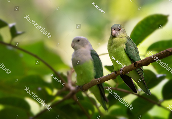 Chế độ ăn của vẹt Grey Head Lovebird