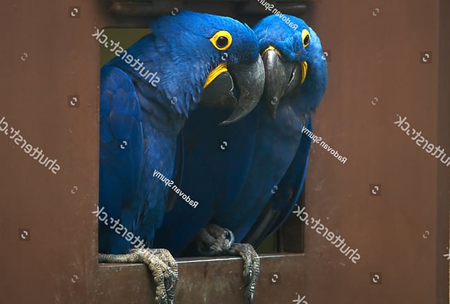 Ghép đôi cho vẹt Hyacinth Macaw