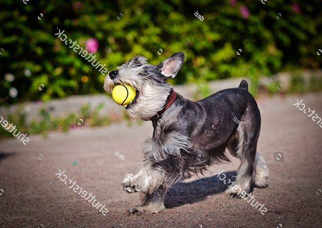 Chuẩn bị huấn luyện chó Miniature Schnauzer