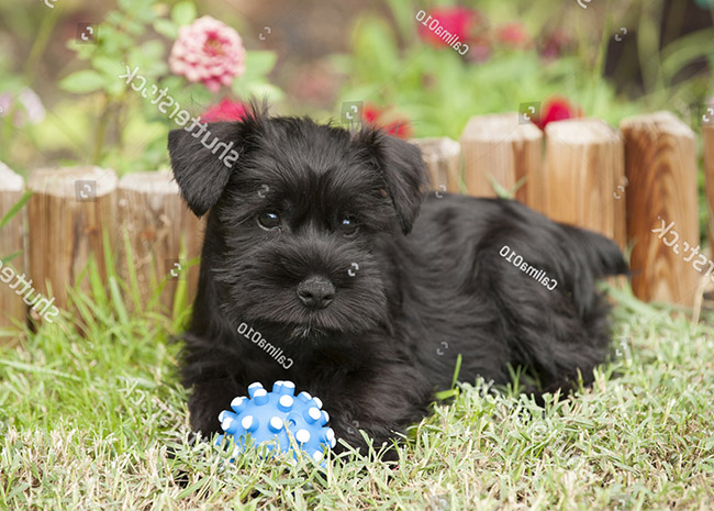 Huấn luyện chó Miniature schnauzer đi vệ sinh