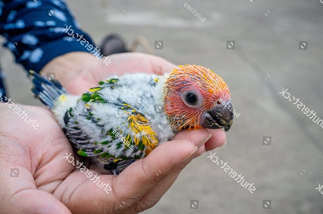 Đặc tính sinh sản của vẹt Sun Conure