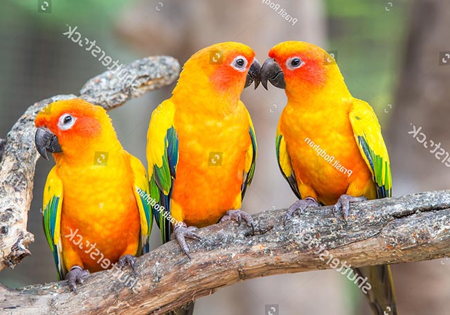 Dinh dưỡng cho Vẹt Sun Conure