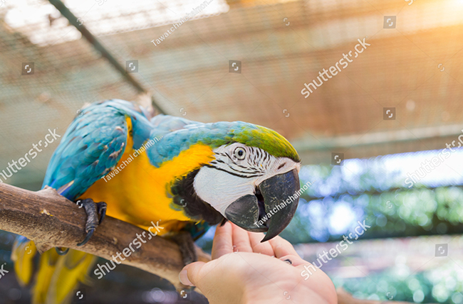 Lưu ý khi nuôi vẹt Macaw Blue and Gold