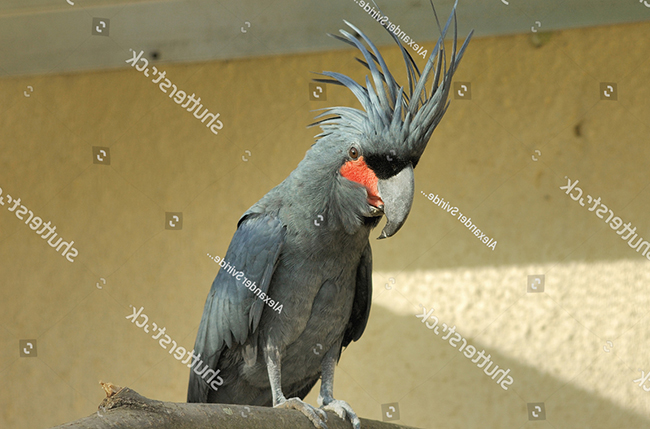 Kích thước chuồng nuôi vẹt Palm Cockatoo