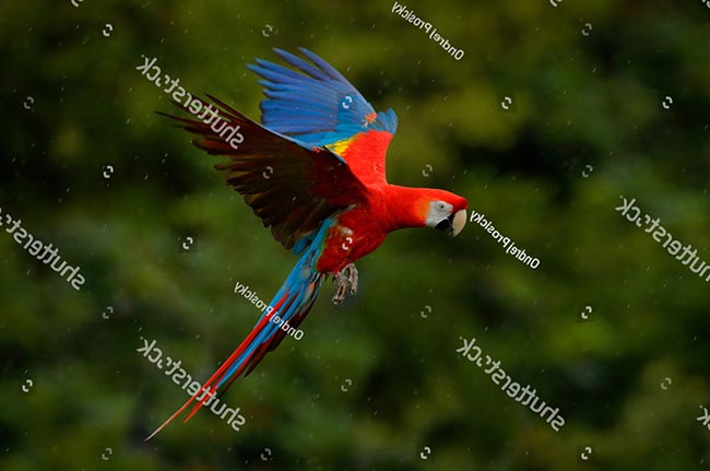 Nuôi Vẹt Macaw trong lồng như thế nào?