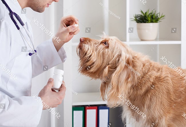 Dùng tay để cho chó uống thuốc