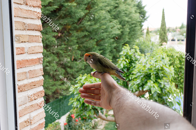 Bắt đầu huấn luyện vẹt Lovebird