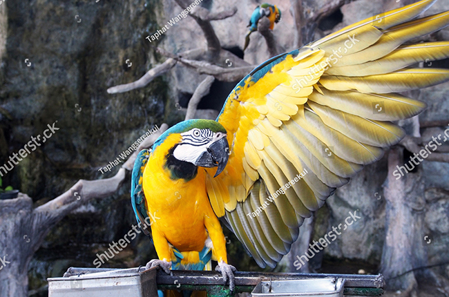 Vẹt Macaw Blue and Gold trong tự nhiên