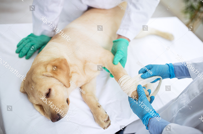 Các biện pháp chữa trị và phòng tránh bệnh Kala-azar