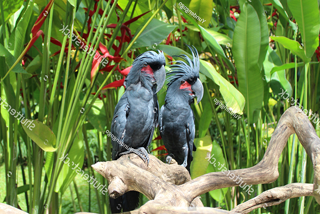 Vẹt Palm Cockatoo sinh sản