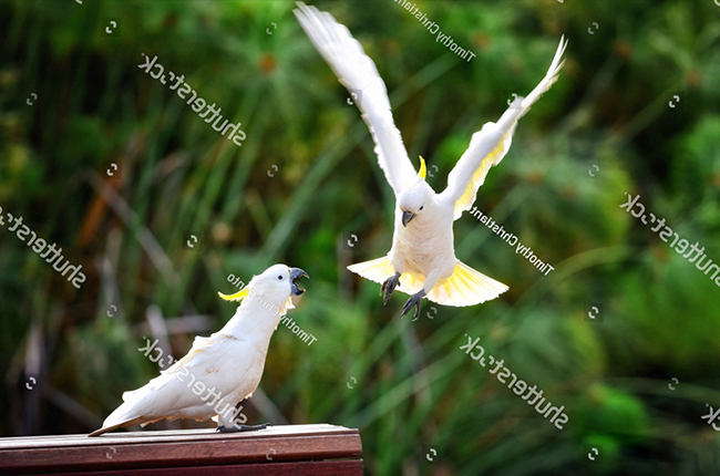 Những lưu ý khi nuôi vẹt mào Cockatoo