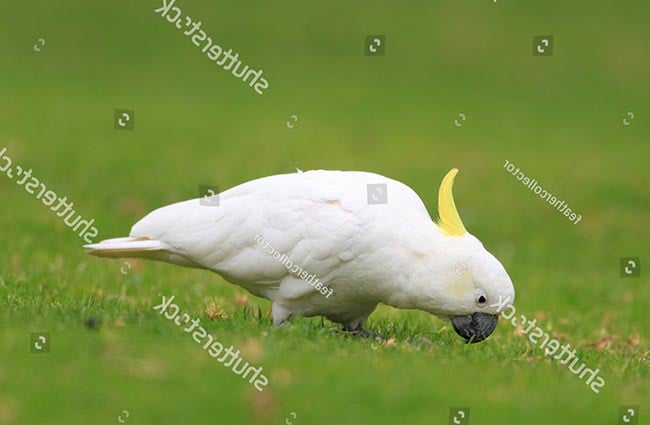 Tập tính sinh hoạt của Vẹt Cockatoo