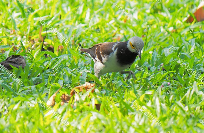 Thức ăn của chim Cà Cưỡng