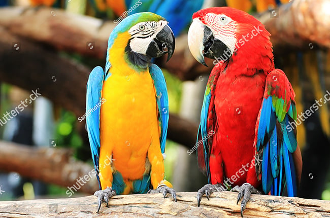 Đặc điểm của vẹt Macaw Blue and Gold