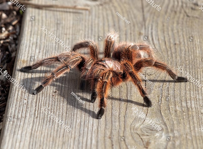 Bệnh giun tròn ở nhện Tarantula