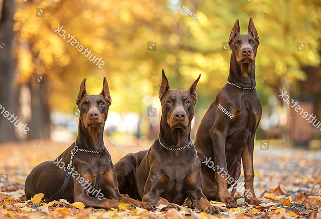 Giống chó hung dữ thứ năm Doberman Pinscher