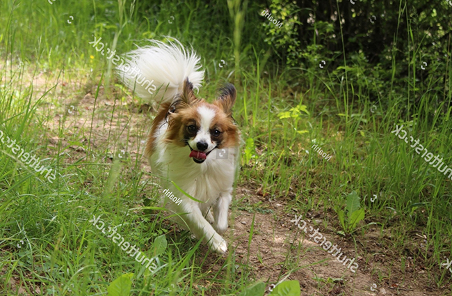 Đặc điểm chó Papillon lai Spitz Nhật