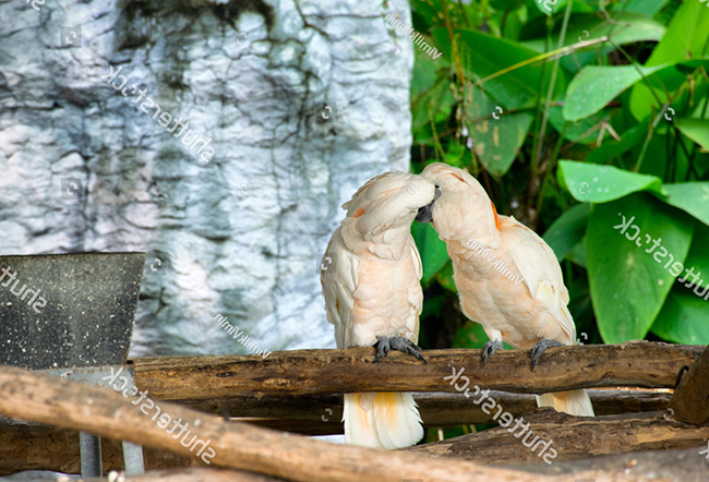 Sinh sản của vẹt Moluccan Cockatoo