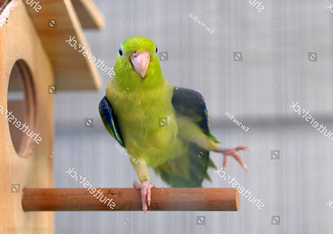 Đặc điểm sinh sản của vẹt Parrotlet