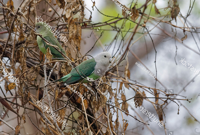 Chế độ ăn của vẹt Grey Head Lovebird