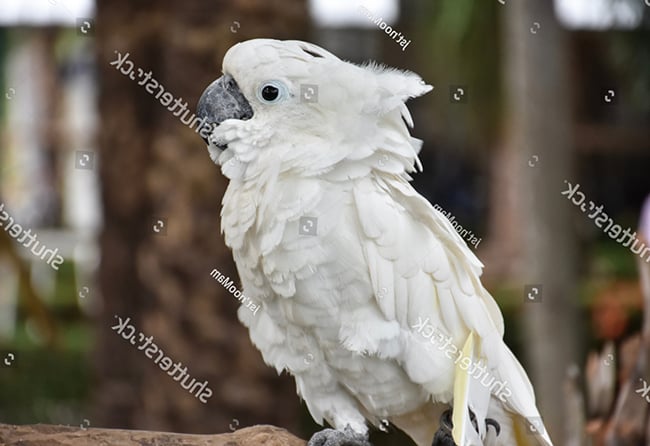 Vẹt Umbrella Cockatoo có tính hơi ồn ào