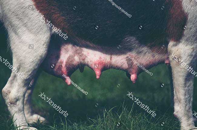 Núm vú đổi màu do kích thích từ bên ngoài