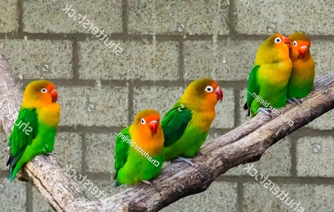  Vẹt Lovebird mặt đào