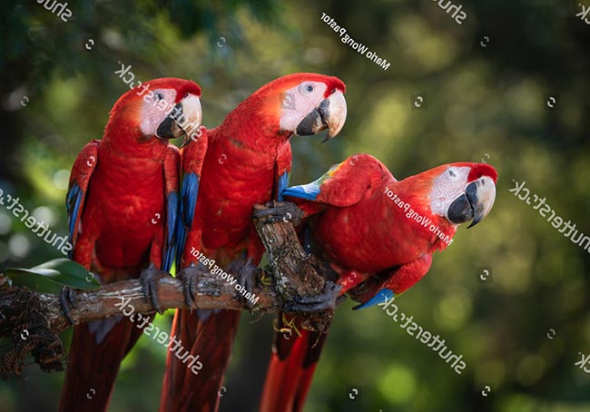 Lựa chọn thức ăn cho Vẹt Macaw