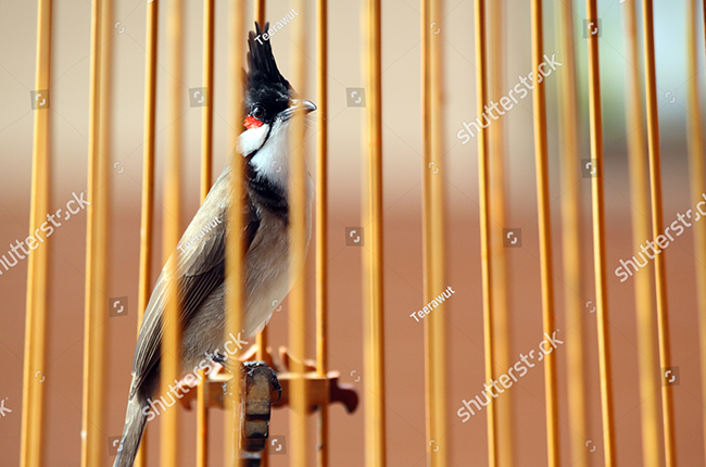 Đôi nét về chim Chào Mào