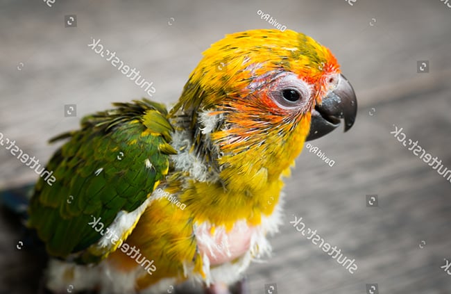 Thời kỳ vẹt Sun Conure non đủ lông