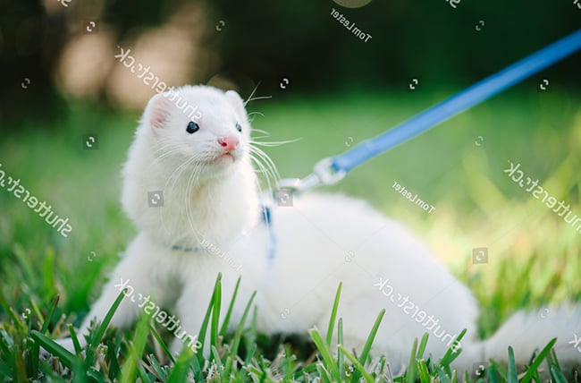 Vì sao chồn Ferret cắn người