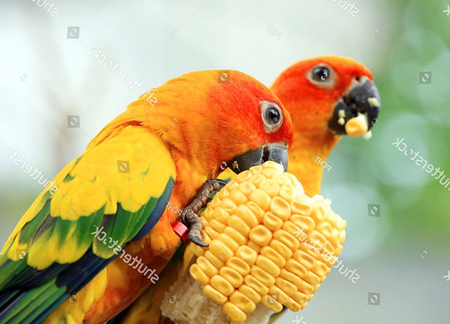 Thức ăn cho vẹt Sun Conure