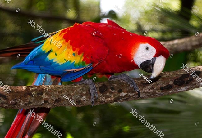 Vẹt Scarlet Macaw