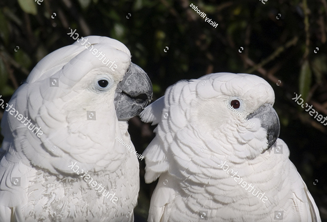 Thức ăn cho vẹt Umbrella Cockatoo