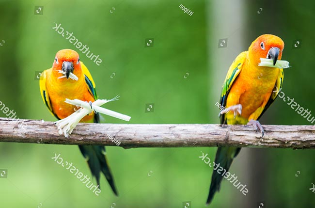 Thức ăn của Vẹt Sun Conure