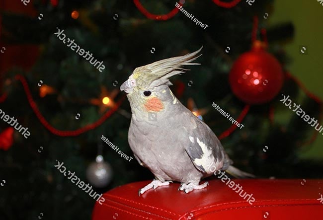 Đặc điểm của vẹt Cockatiel