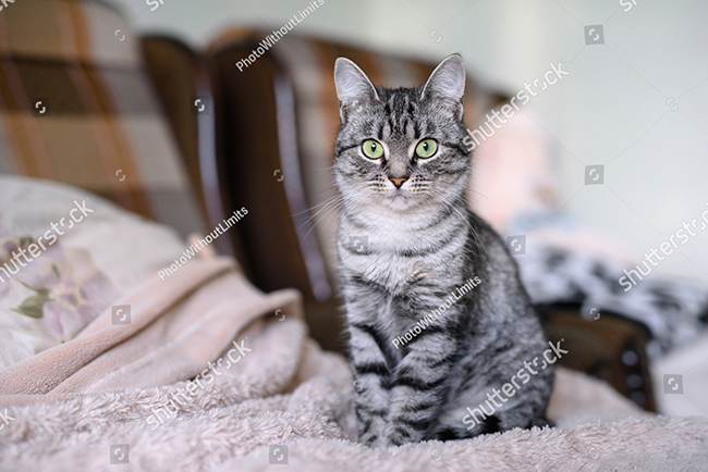 Nguồn gốc giống mèo American Shorthair