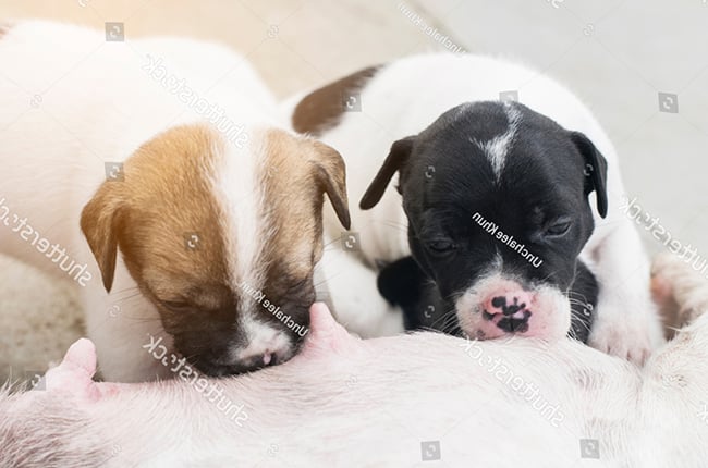 Núm vú đổi màu do thay đổi bên trong
