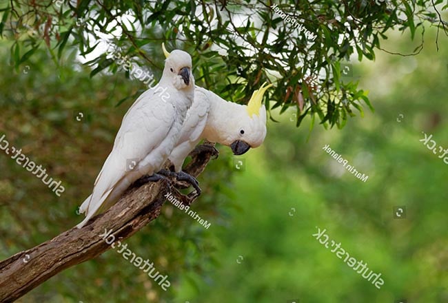 Chim vẹt Cockatoo