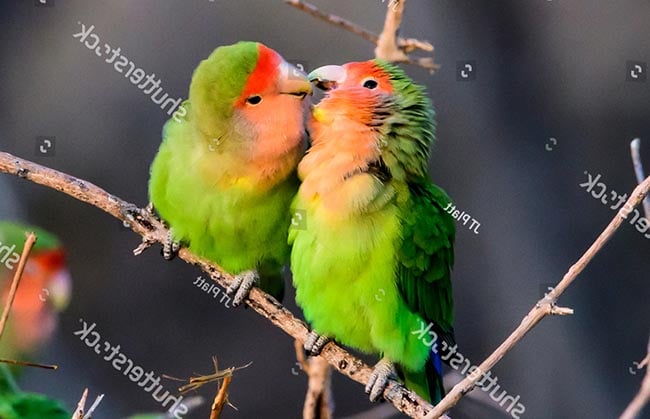 Lưu ý trong việc chăm sóc vẹt Lovebird sinh sản