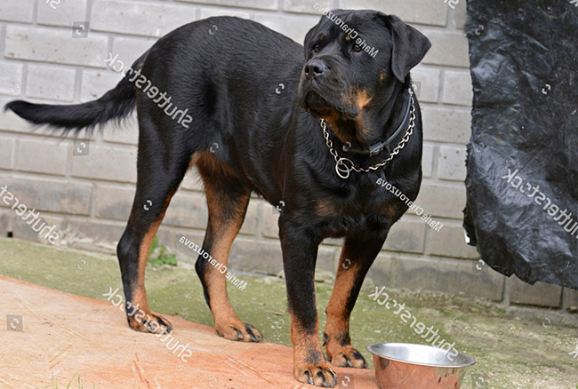 Giống chó hung dữ thứ hai là Rottweiler