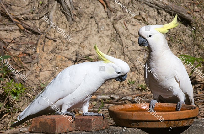 Một số thông tin về vẹt mào Cockatoo