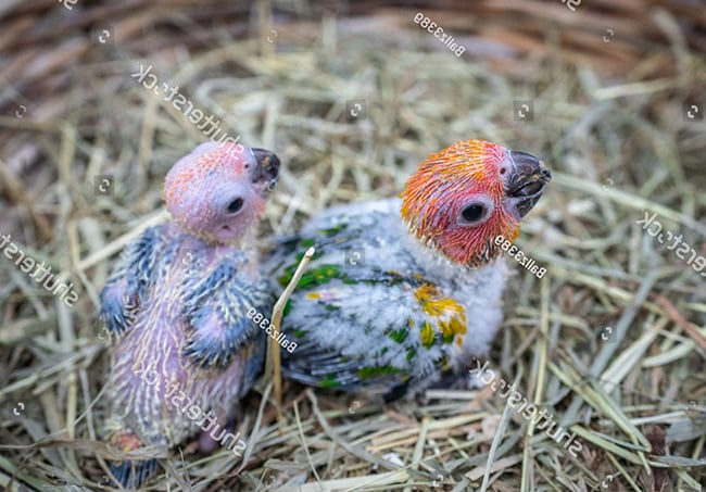 Vẹt Sun Conure non thời kỳ lông kim