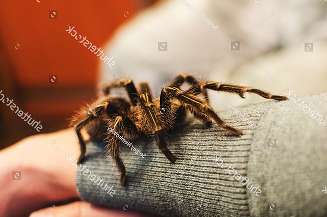 Nhện Tarantula có nguy hiểm không?