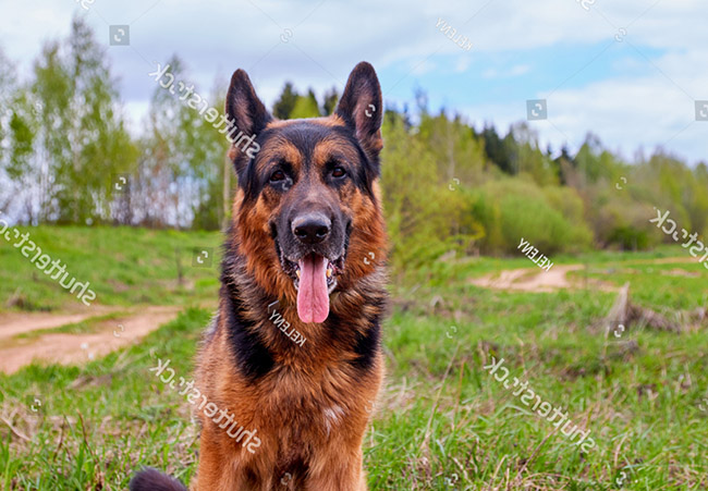 Giống chó hung dữ thứ ba German Shepherd