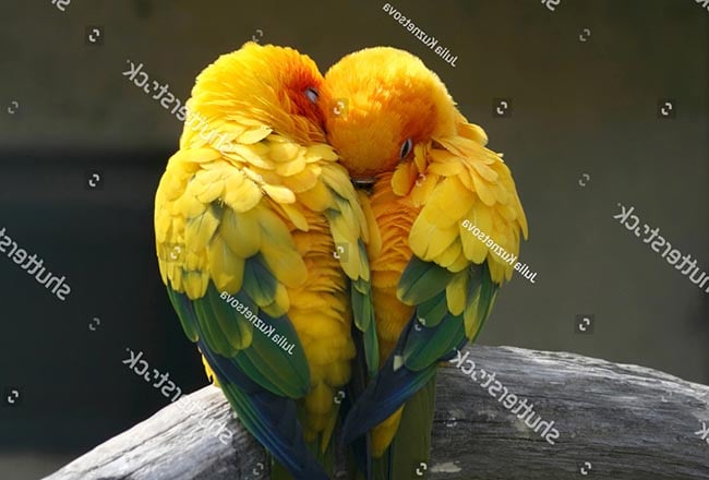 Lựa chọn vẹt Lovebird giống