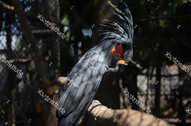 Giới thiệu chung về vẹt Palm Cockatoo