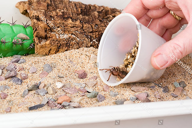 Cách chọn mua nhện Tarantula