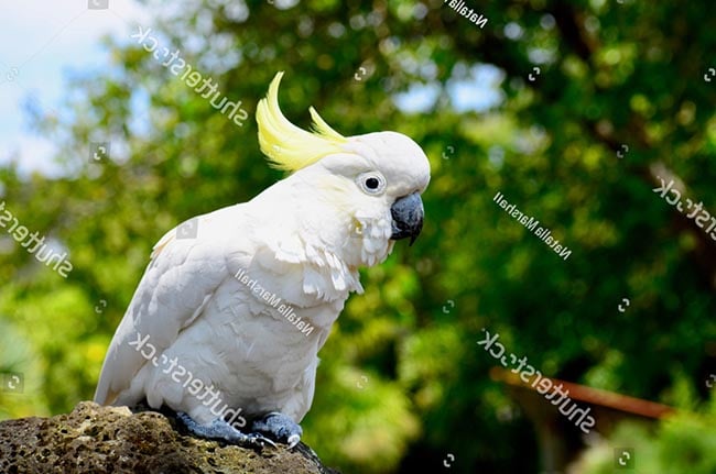 Tuổi thọ của Vẹt Cockatoo